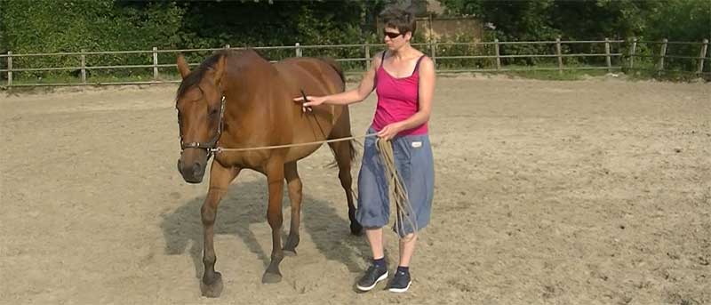 Paard met pensioen? Houd je paard zo fit mogelijk en versterk jullie band