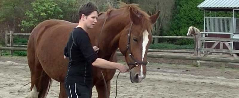 paard trainen