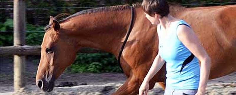 Paard tuigloos trainen