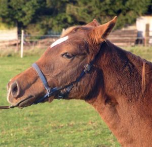 Afgesloten paard