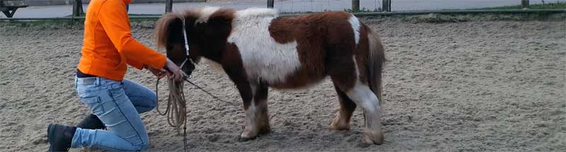 Trainen van paarden op gezonde en eerlijke manier