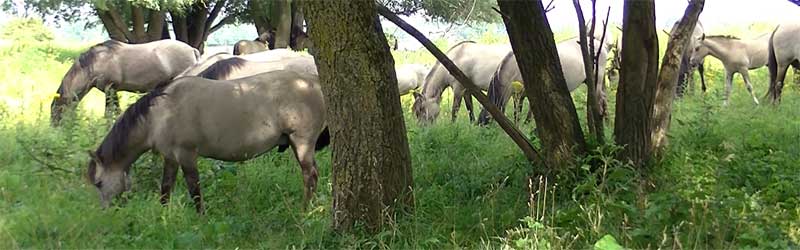 Paardengedrag begrijpen voor een betere band en effectievere training