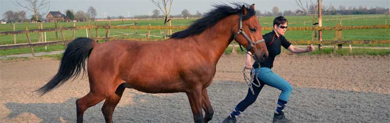 Wees een goede leider voor je paard en leer te volgen