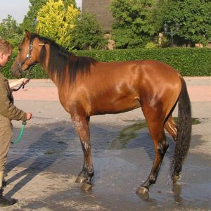 Spanning paard bij afspuiten