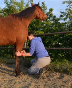 Benenwerk paard ontspanning