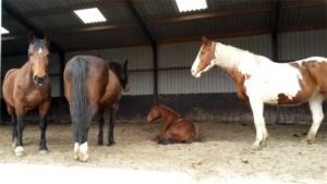 Rust bij paarden