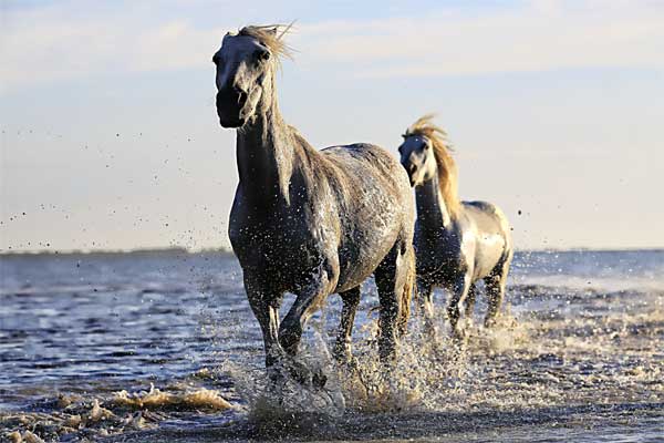paard rivier