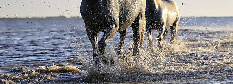 Paard water