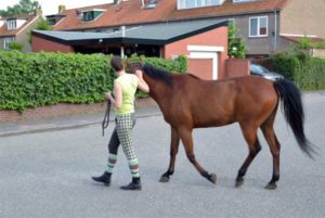 grenzen bij je paard