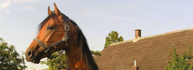 paard met stress