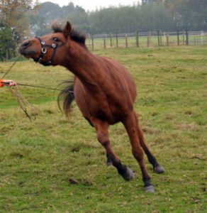 stress paard