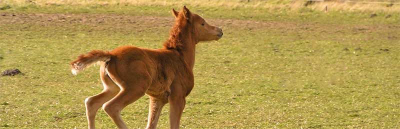 type paard