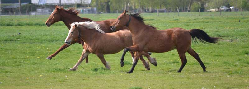 welzijn van jouw paard