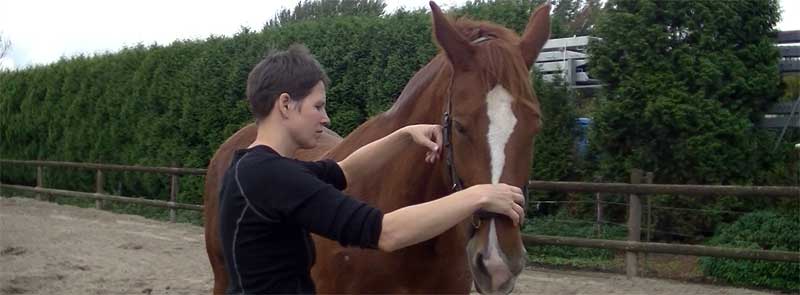 Je paard beter begrijpen: wil niet, kan niet of snapt niet?