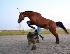 Paard vrijspringen