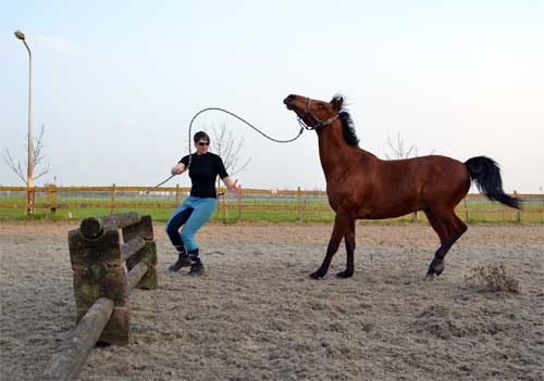 paard weigert hindernis