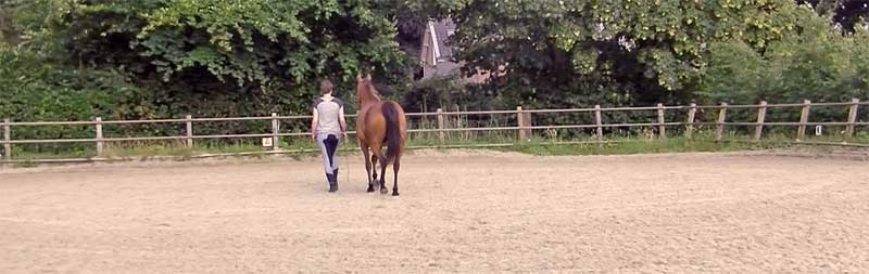 partner voor je paard