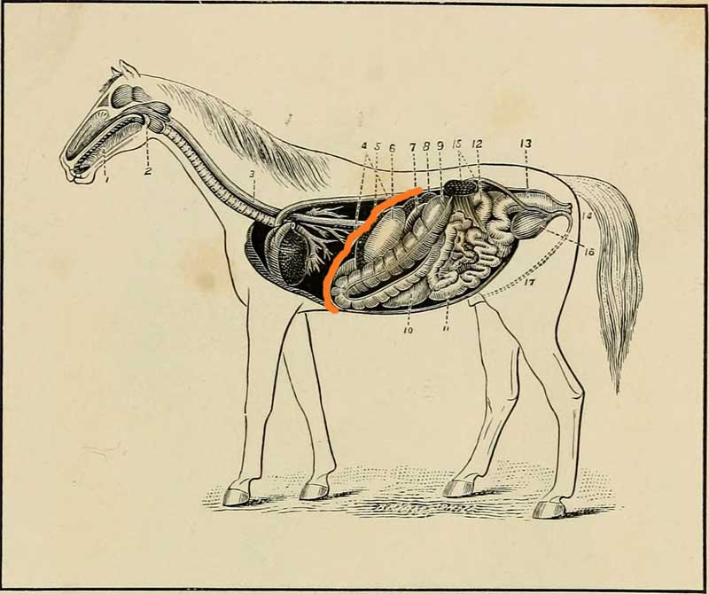diafragma paard