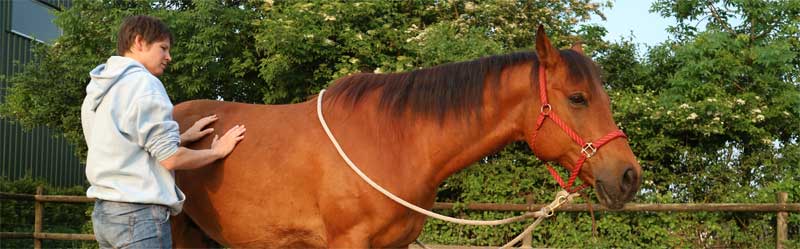 Ademt jouw paard wel goed door? Tip om een gespannen paard te helpen