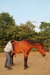 Tip paard leren ontspannen