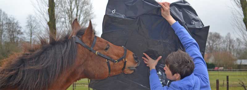 trainen van je paard