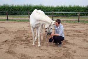 Horsemanship met paard