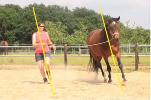 Paard verticaal uit balans