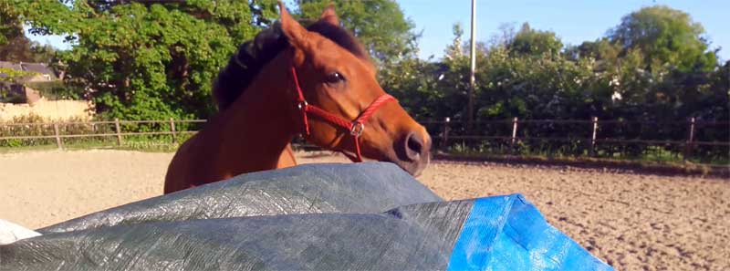 Waarom ik niet in het desensibiliseren van paarden geloof