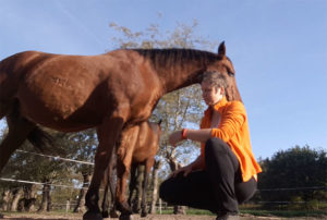 Ontspannen met je paard - rust