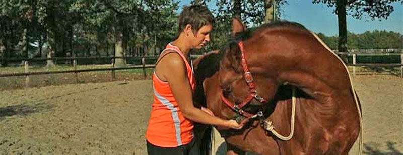 Je Paard Stretchen. Zinvol Of Juist Niet?