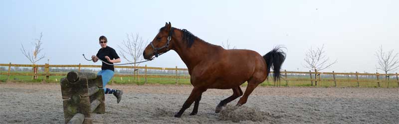 paard staakt