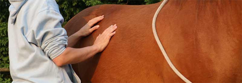 Stijf paard helpen met heel zacht en respectvol bodywork