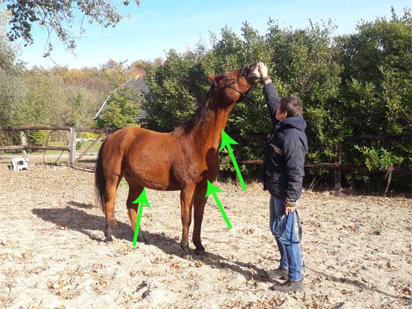 stretch paard onderlijn