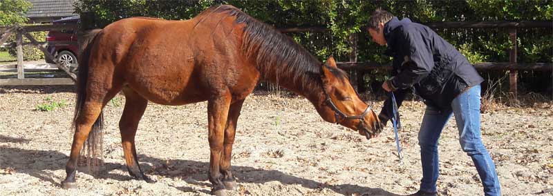 stretchoefeningen voor paarden