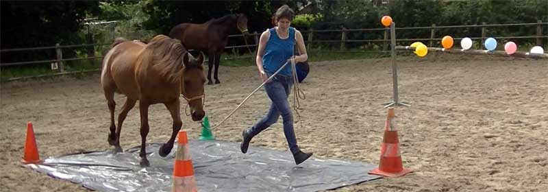 Wanneer ben je een goede leider voor je paard? Veiligheid en vertrouwen