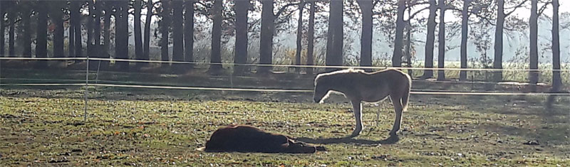 Het verhaal van een overleden paard: Hoeveel pijn kan een paard dragen?