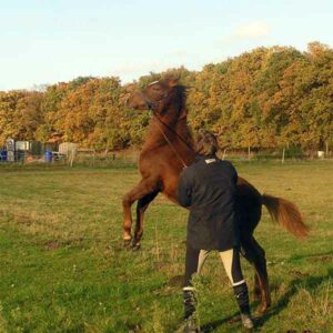 Mijn paard is te dominant Advies en tips dominant paard