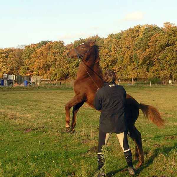 Mijn paard is te dominant Advies en tips dominant paard