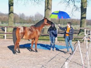 paard en paraplu