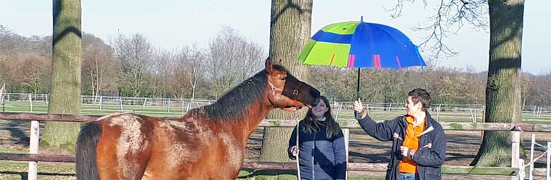 paardengedrag begrijpen