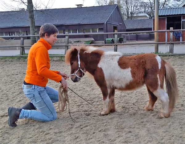 Oefening achterhand paard