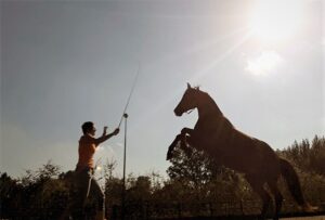 Steigeren paard oefening