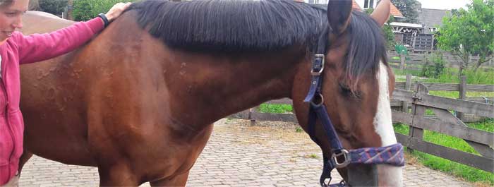 Paardenmassage leren met je eigen paard