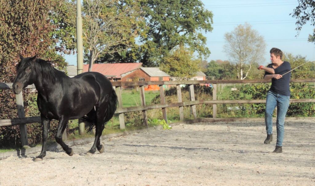 spelen met paard