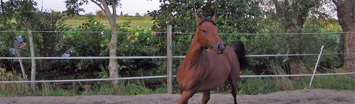 Je paard opjagen – door de ogen van het paard bekeken