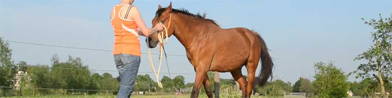 Grenzen stellen naar je paard