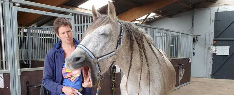 Halster probleem bij een paard als gevolg van spanning