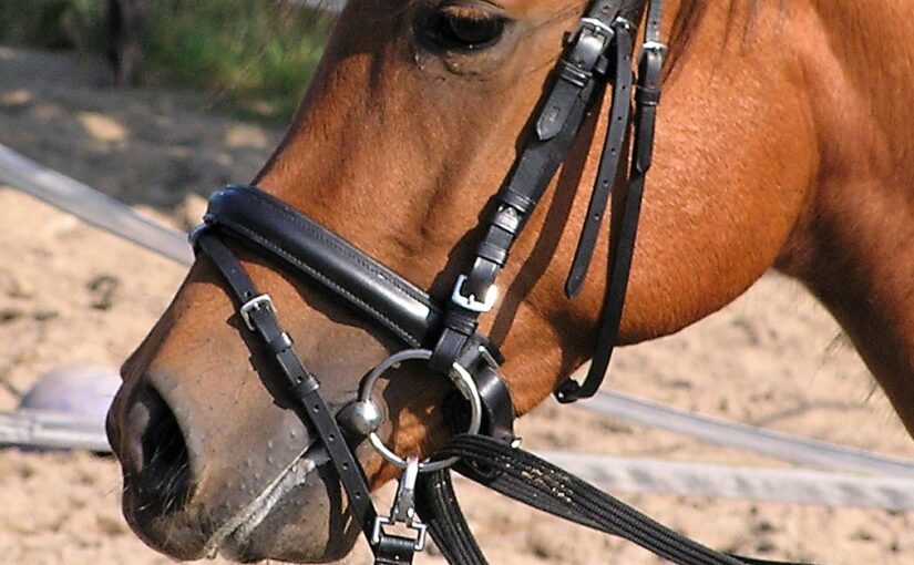 Bitten in de paardensport, goed of fout en hoe voer je een discussie?