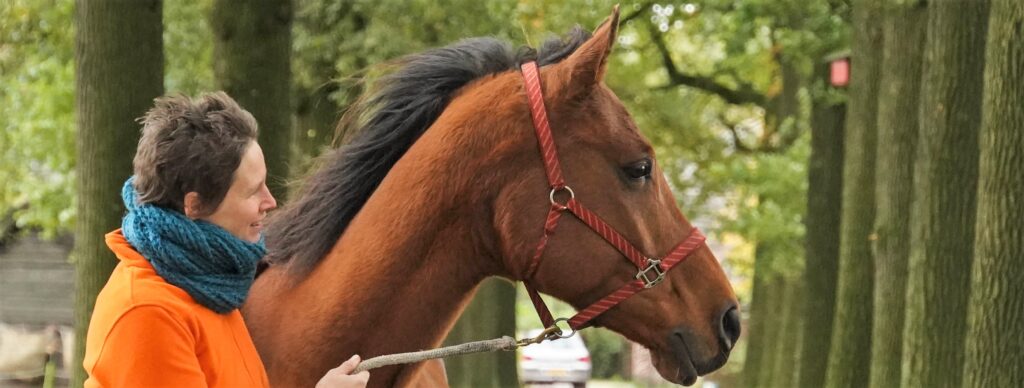 perfectionisme bij paarden