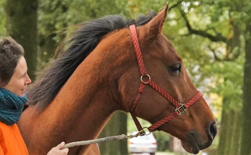 Perfectionisme bij paarden kan een stressvol gevoel geven